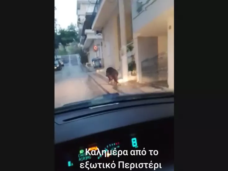 Αγριογούρουνο στο Περιστέρι