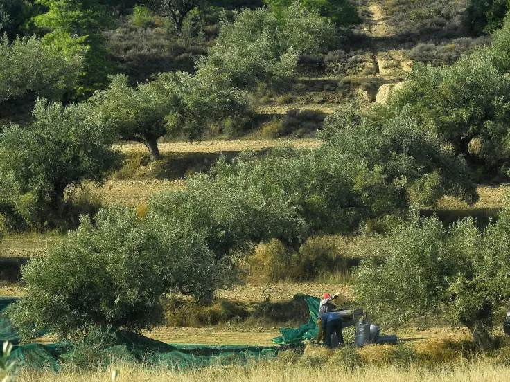 ΟΠΕΚΕΠΕ: Πληρώνονται άμεσα οι αγρότες - Νέο σύστημα πληρωμών και ελέγχων στις επιδοτήσεις