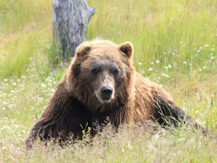 Αρκουδίτσα