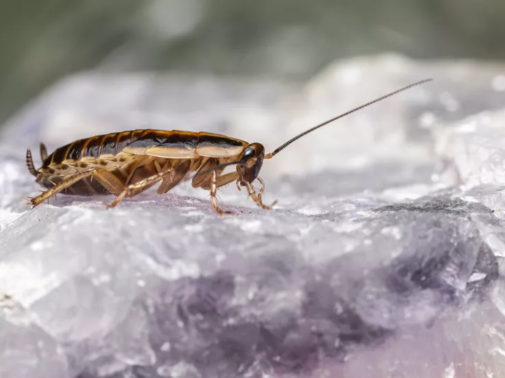 Κατσαρίδες τέλος! Εξαφάνισέ τες από το σπίτι με αυτά τα 12 κόλπα