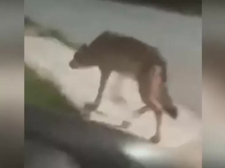 Λύκος στην Πετρούπολη