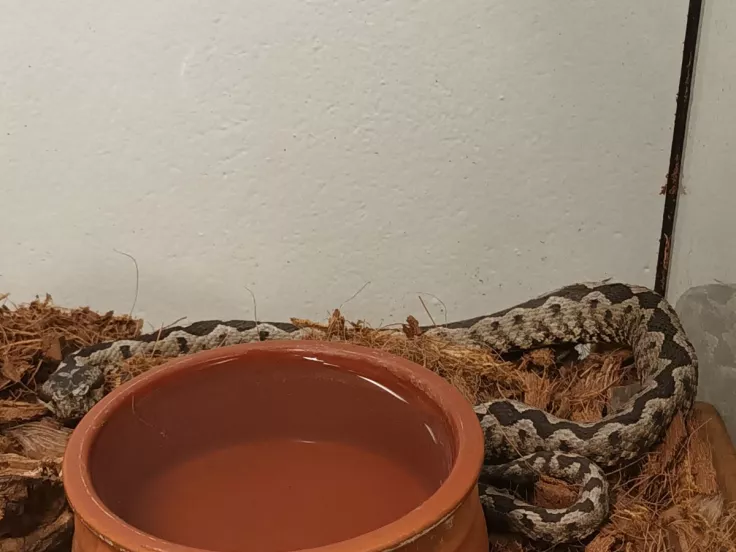 Συναγερμός στο Μαρούσι: Εντοπίστηκε οχιά σε κτίριο