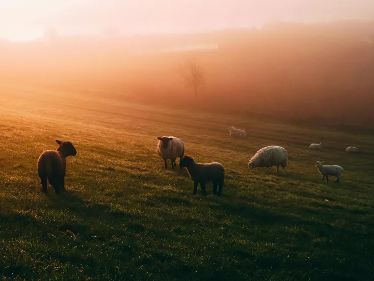 Αιγοπρόβατα