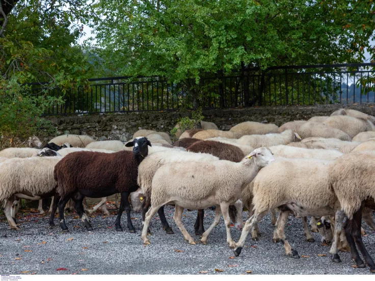 Ευλογιά αιγοπροβάτων: Επιπλέον 48 εκατ. ευρώ θα δοθούν σε κτηνοτρόφους