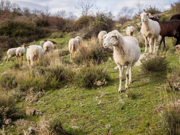 Αιγοπρόβατα και πρόβατα