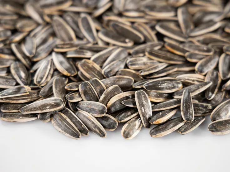 ηλιόσπορος