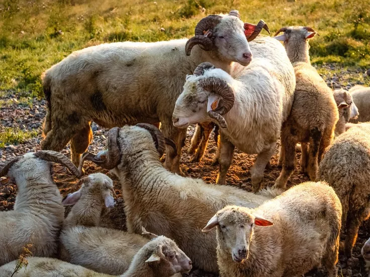 Αιγοπρόβατα και πρόβατα
