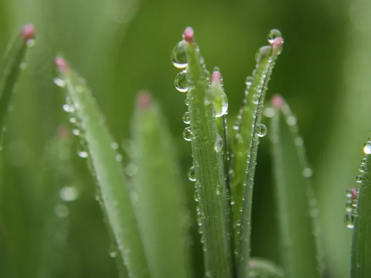 Σταγόνες βροχής
