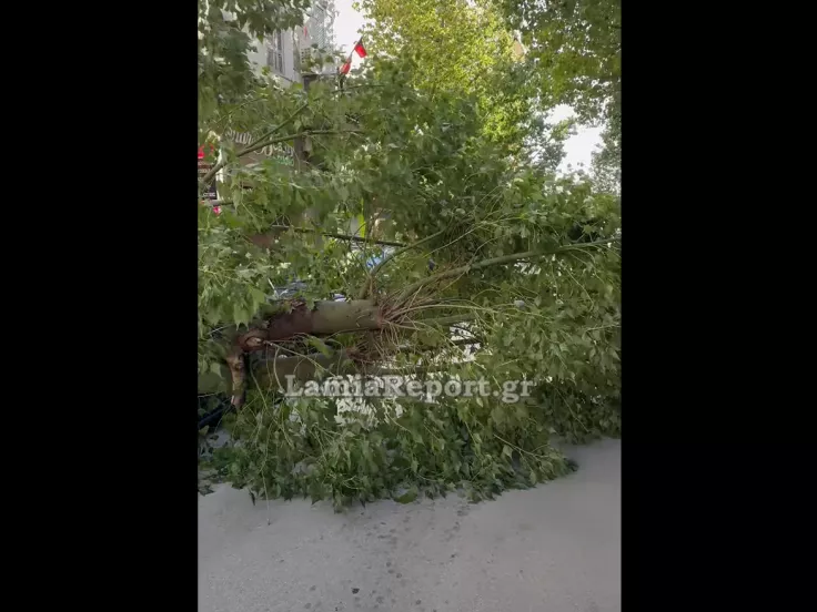 Δέντρο στη Λαμία