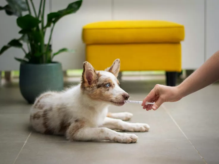 κτηνίατρος