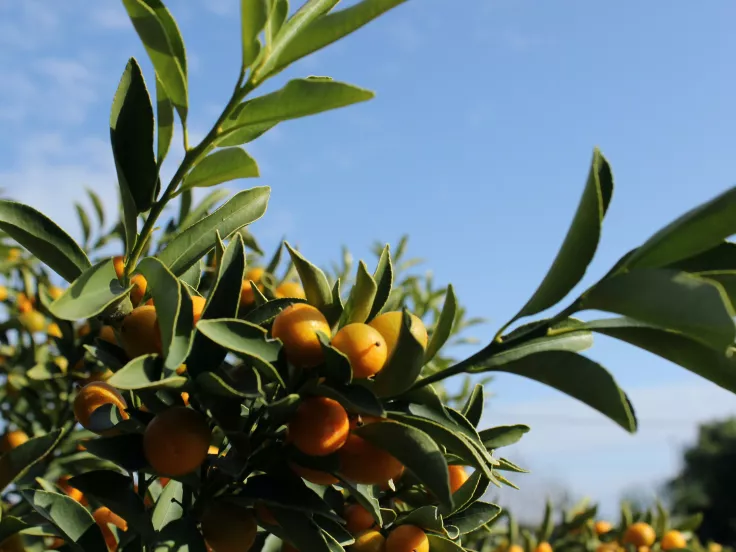 πορτοκάλια