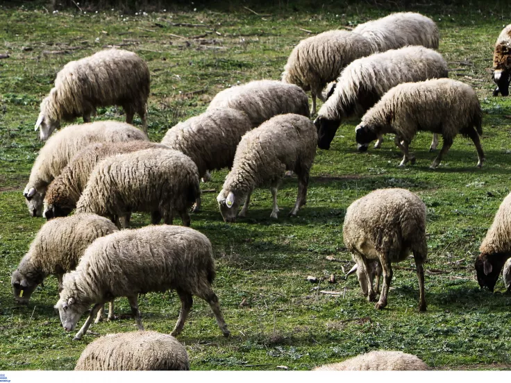 Ευλογιά των αιγοπροβάτων