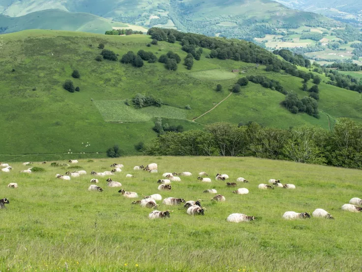Ευλογιά των αιγοπροβάτων