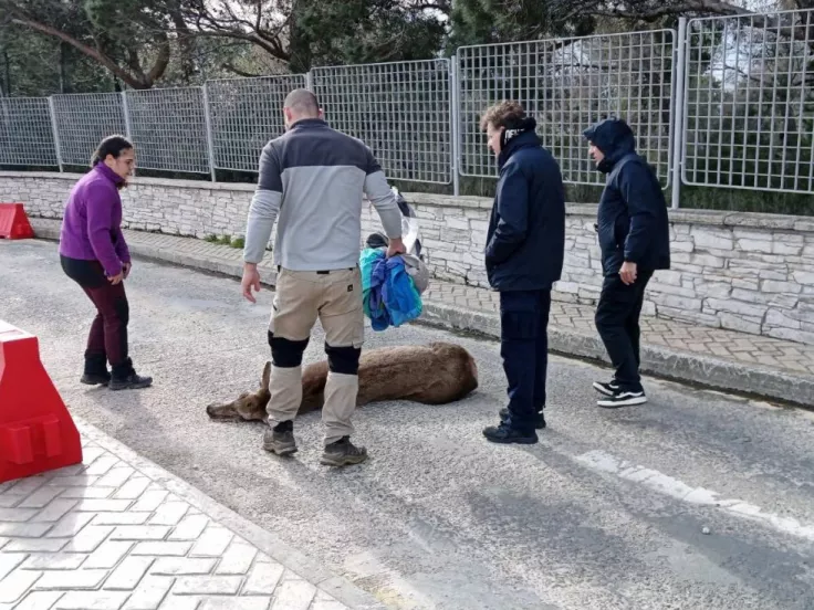 Ελαφίνα - Πάρνηθα