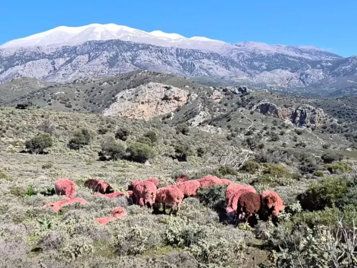Κόκκινα πρόβατα - Κρήτη