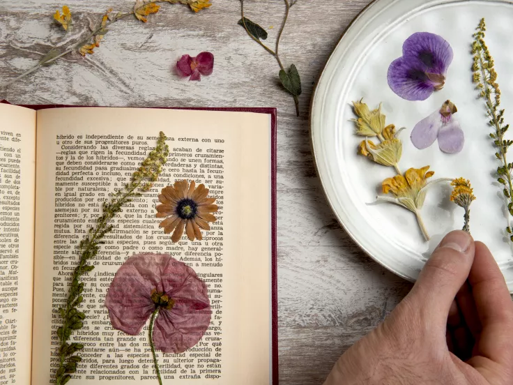 Τι σημαίνει η λέξη «ντερλίκωμα»