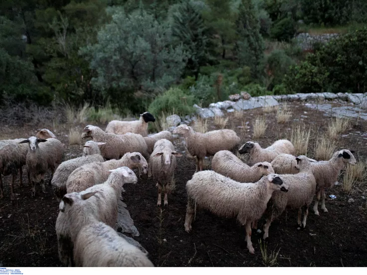 Πρόβατα - Κτηνοτροφία