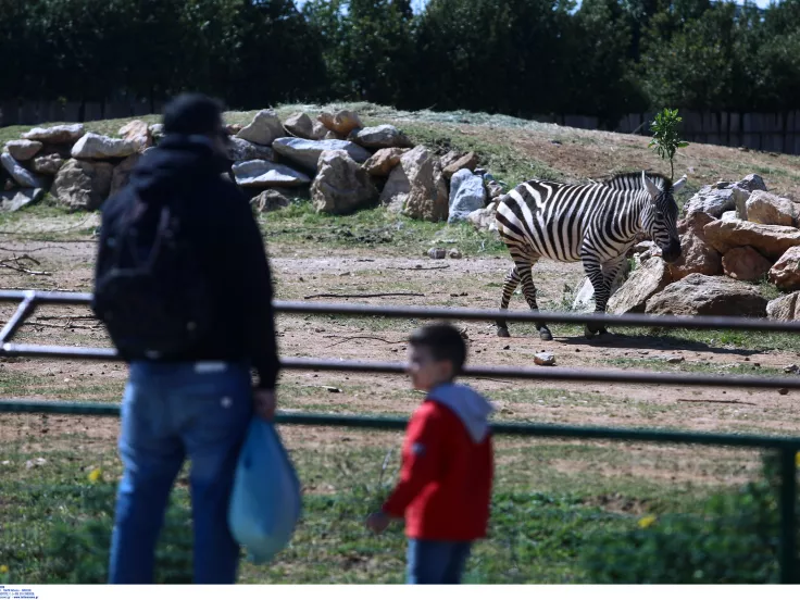 «Φρένο» για τις σχολικές εκδρομές σε ζωολογικά πάρκα - Τι συζήτησε το υπουργείο Παιδείας