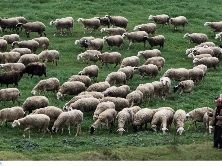 Αφθώδης πυρετός: Σχέδιο έκτακτης ανάγκης στη Λέσβο στη Λέσβο - «Παραλύει» η αγορά