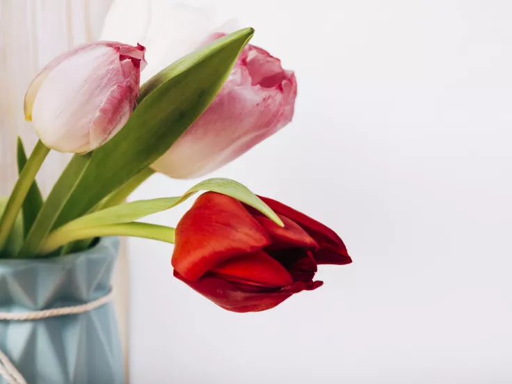 Το λάθος που κάνει τα λουλούδια να μαραίνονται γρήγορα