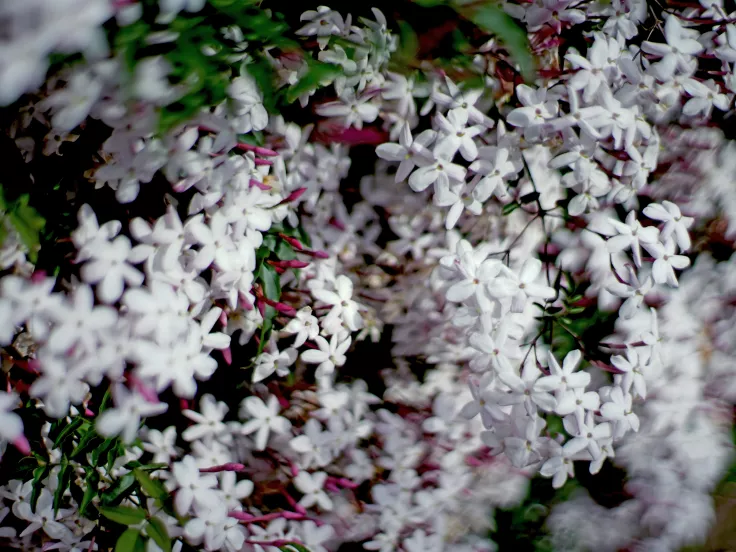 Μυρωδιά - Λουλούδια