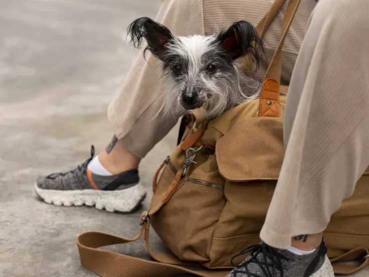 ΥΠΕΞ: Επιστρέφει σήμερα από Άμπου Ντάμπι η πτήση επαναπατρισμού με τα κατοικίδια