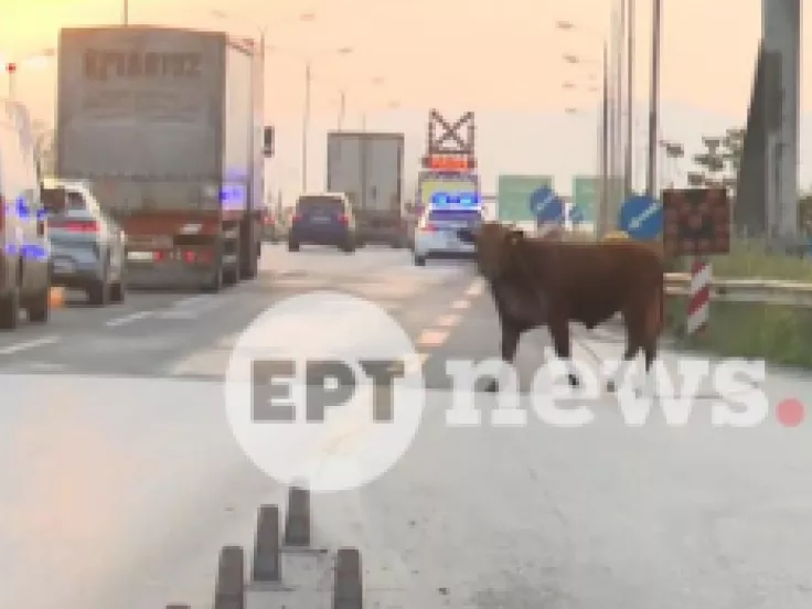 Aγελάδα που έτρεχε στην Εθνική Οδό στο ύψος της Σίδνου (βίντεο)