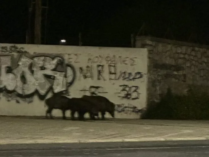 Αγριογούρουνα