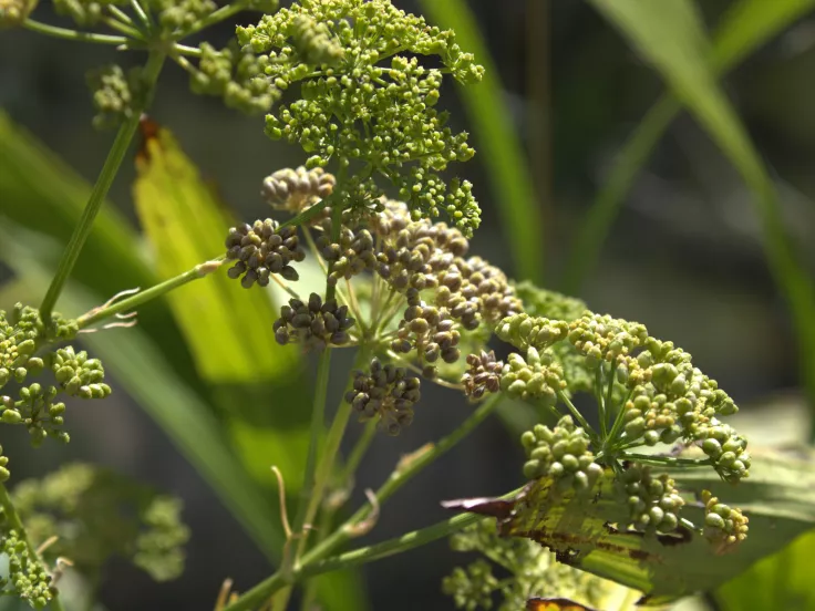 Φυτά και καρποί