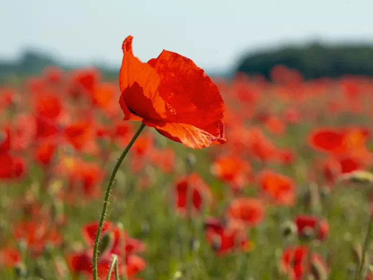 πρωτομαγιά