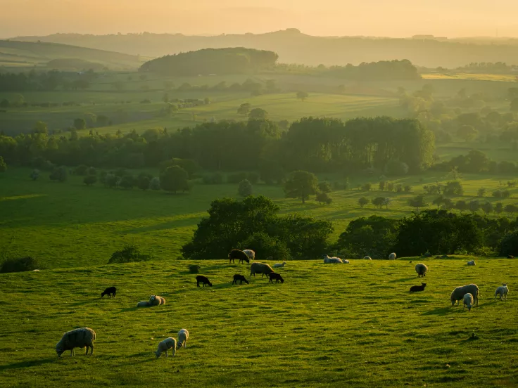 Κτηνοτροφία και πρόβατα