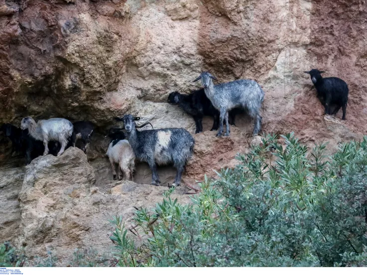 Περιφέρεια Βορείου Αιγαίου: Ξεκινά η καύση των κοπαδιών όπου εντοπίζεται κρούσμα αφθώδους πυρετού