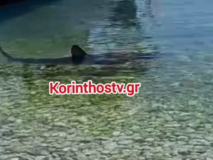Καρχαρίας