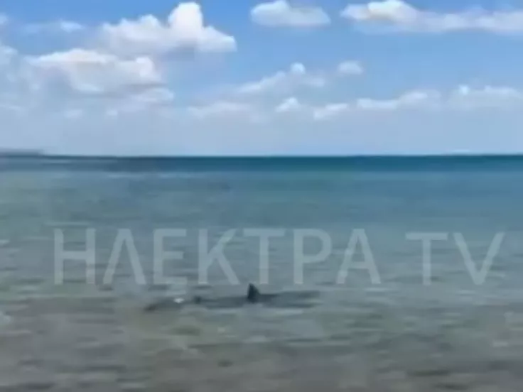 Κόρινθος: Εντοπίστηκε καρχαρίας σε θάλασσα - Βγήκε στα ρηχά (βίντεο)