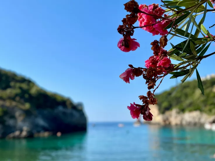 λουλούδια