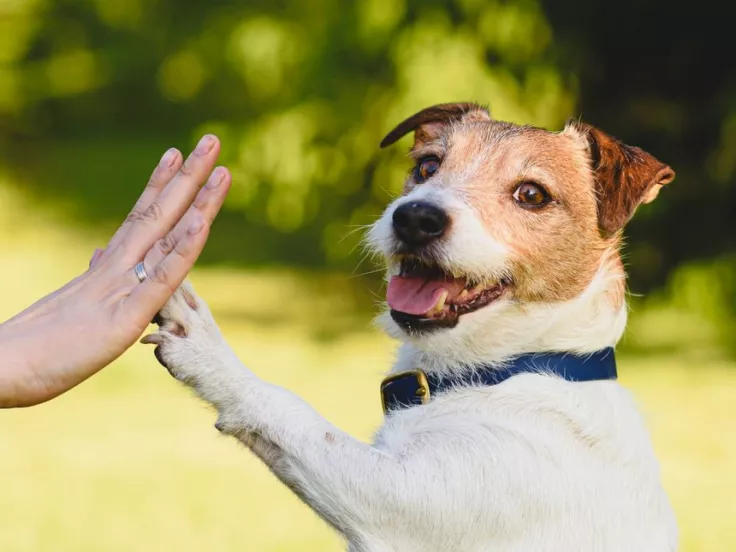 Πόσο καταλαβαίνουν τα ζώα την ανθρώπινη γλώσσα;