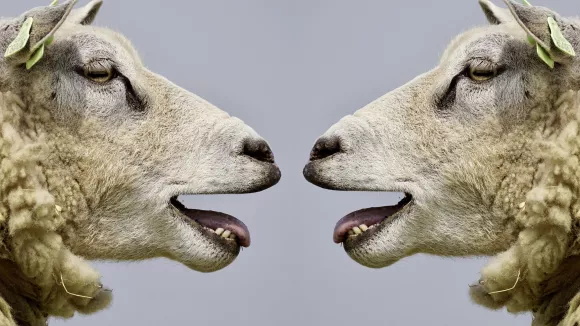 Πρόβατα