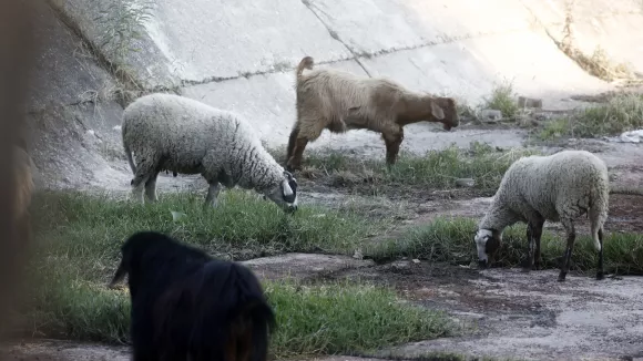Ευλογιά των αιγοπροβάτων 