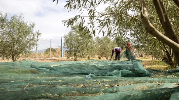 Θέσεις εργασίας για δακοκτονίες