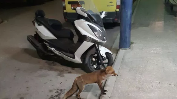 Λάρισα: Εμφάνιση έκπληξη αλεπούς μπροστά σε εργαζόμενους στο ΕΚΑΒ - Της έδωσαν φαγητό (βίντεο)