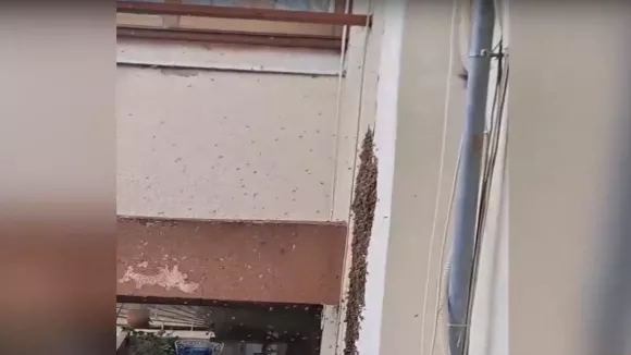 Θεσσαλονίκη: Μελίσσι φώλιασε σε δημοτικό σχολείο (βίντεο)