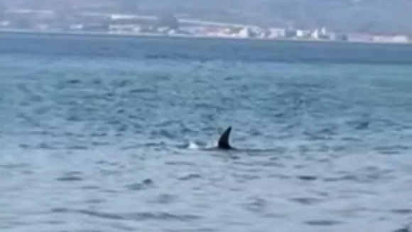 Έκπληξη στην Πάτρα: Δελφίνι βγήκε στα ρηχά στο Ρίο και στον Καστελόκαμπο (βίντεο)