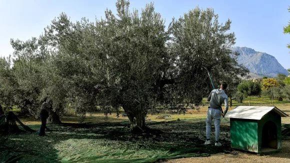 Θέσεις εργασίας σε εργασίες δακοκτονίας