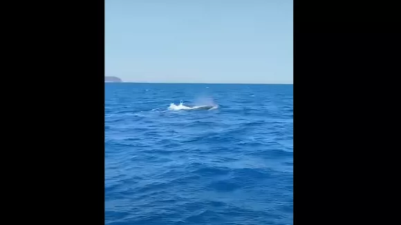 Φάλαινα φυσητήρας