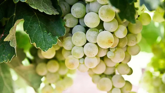 Σταφύλια - Grapes