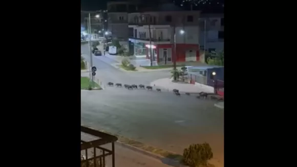 Αγριογούρουνα Λιβαδειά