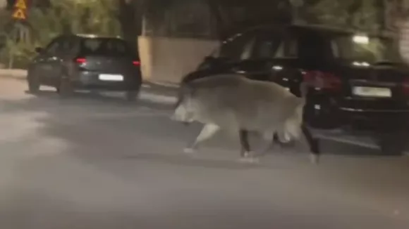 Viral: Αγριογούρουνο «έκοβε» νυχτερινές βόλτες στο Χαϊδάρι (βίντεο)