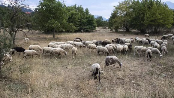 Λακωνία: Εντοπίστηκε κρούσμα  καταρροϊκού πυρετού