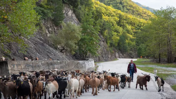 Οκτώ νέα μέτρα για την ευλογιά αιγοπροβάτων – Σχέδιο δράσης από το ΥΠΑΑΤ