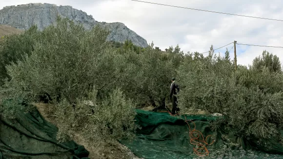 ελιες